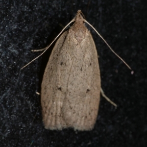 Chezala privatella (A Concealer moth) at Freshwater Creek, VIC by WendyEM