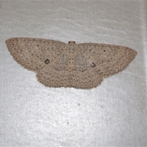 Poecilasthena anthodes (Orange-grounded Delicate) at Freshwater Creek, VIC by WendyEM