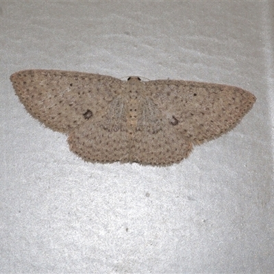 Poecilasthena anthodes (Orange-grounded Delicate) at Freshwater Creek, VIC - 18 Sep 2020 by WendyEM