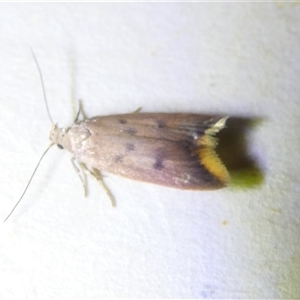 Tachystola acroxantha at Belconnen, ACT - 3 Nov 2024