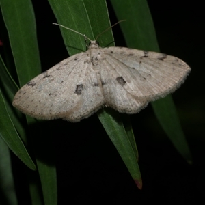 Poecilasthena scoliota (A Geometer moth (Larentiinae)) at Freshwater Creek, VIC by WendyEM