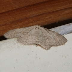 Poecilasthena scoliota (A Geometer moth (Larentiinae)) at Freshwater Creek, VIC - 19 Sep 2020 by WendyEM