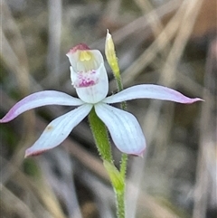 Caladenia moschata (Musky Caps) at Acton, ACT - 3 Nov 2024 by Clarel