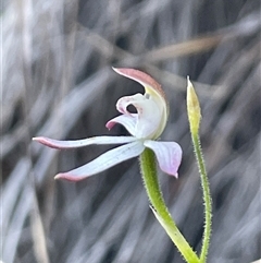 Caladenia moschata at Acton, ACT - 3 Nov 2024