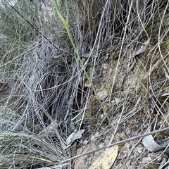 Caladenia moschata at Acton, ACT - suppressed