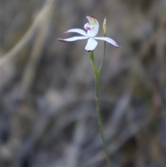 Caladenia moschata at Acton, ACT - 3 Nov 2024