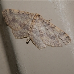 Poecilasthena scoliota (A Geometer moth (Larentiinae)) at Freshwater Creek, VIC - 19 Sep 2020 by WendyEM