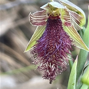 Calochilus platychilus at Acton, ACT - suppressed