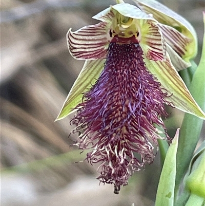 Calochilus platychilus (Purple Beard Orchid) at Acton, ACT - 3 Nov 2024 by Clarel