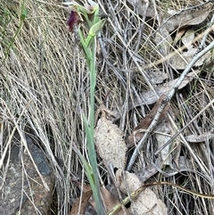 Calochilus platychilus at Acton, ACT - 3 Nov 2024