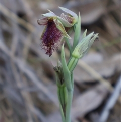 Calochilus platychilus at Acton, ACT - suppressed