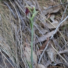 Calochilus platychilus at Acton, ACT - suppressed