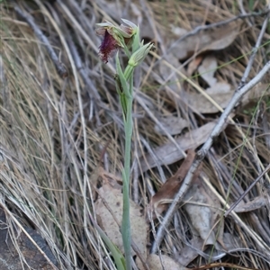 Calochilus platychilus at Acton, ACT - 3 Nov 2024