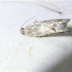 Crocidosema plebejana (Cotton Tipworm Moth) at Belconnen, ACT - 3 Nov 2024 by JohnGiacon