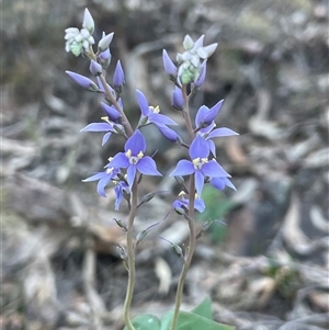 Veronica perfoliata at Acton, ACT - 3 Nov 2024