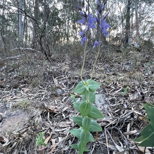 Veronica perfoliata at Acton, ACT - 3 Nov 2024