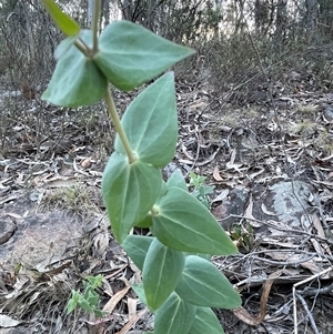 Veronica perfoliata at Acton, ACT - 3 Nov 2024