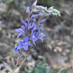 Veronica perfoliata at Acton, ACT - 3 Nov 2024