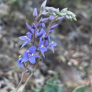 Veronica perfoliata at Acton, ACT - 3 Nov 2024