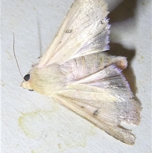 Australothis rubrescens at Belconnen, ACT - 3 Nov 2024