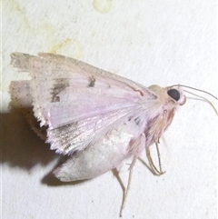 Australothis rubrescens at Belconnen, ACT - 3 Nov 2024