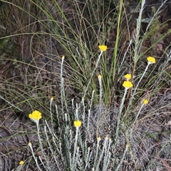 Chrysocephalum semipapposum (Clustered Everlasting) at Acton, ACT - 3 Nov 2024 by Clarel