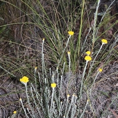 Chrysocephalum apiculatum (Common Everlasting) at Acton, ACT - 3 Nov 2024 by Clarel