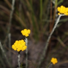 Chrysocephalum semipapposum at Acton, ACT - 3 Nov 2024