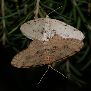 Poecilasthena scoliota (A Geometer moth (Larentiinae)) at Freshwater Creek, VIC by WendyEM