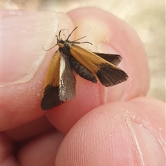 Coesyra cyclotoma at Wanniassa, ACT - 31 Oct 2024 by gregbaines