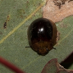 Paropsisterna cloelia (Eucalyptus variegated beetle) at Nicholls, ACT - 31 Oct 2024 by AlisonMilton