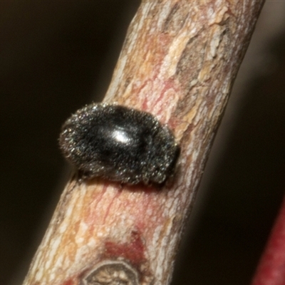 Coccinellidae (family) (Unidentified lady beetle) at Nicholls, ACT - 31 Oct 2024 by AlisonMilton