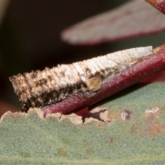 Chaetophyes compacta (Tube spittlebug) at Nicholls, ACT - 1 Nov 2024 by AlisonMilton