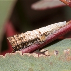 Chaetophyes compacta at Nicholls, ACT - 1 Nov 2024