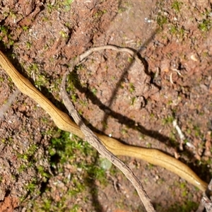 Australopacifica lucasi at Uriarra, NSW - 3 Nov 2024