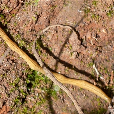 Australopacifica lucasi (A flatworm) at Uriarra, NSW - 3 Nov 2024 by Sarah2019