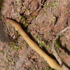 Australopacifica lucasi at Uriarra, NSW - 3 Nov 2024 09:09 AM