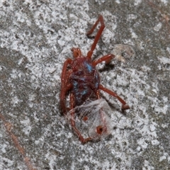 Rainbowia sp. (genus) (A mite) at Nicholls, ACT - 1 Nov 2024 by AlisonMilton