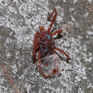 Rainbowia sp. (genus) at Nicholls, ACT - 1 Nov 2024 09:09 AM