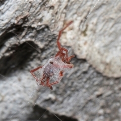 Rainbowia sp. (genus) at Nicholls, ACT - 1 Nov 2024