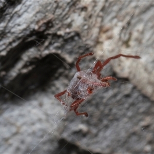 Rainbowia sp. (genus) at Nicholls, ACT - 1 Nov 2024