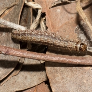 Lepidoptera unclassified IMMATURE moth at Nicholls, ACT - 1 Nov 2024