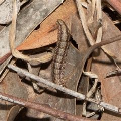 Lepidoptera unclassified IMMATURE moth at Nicholls, ACT - 1 Nov 2024