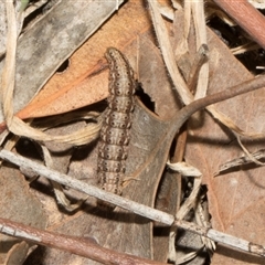 Lepidoptera unclassified IMMATURE moth at Nicholls, ACT - 1 Nov 2024