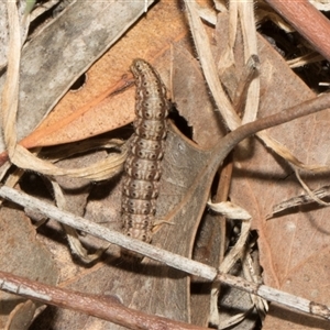 Lepidoptera unclassified IMMATURE at Nicholls, ACT - 1 Nov 2024