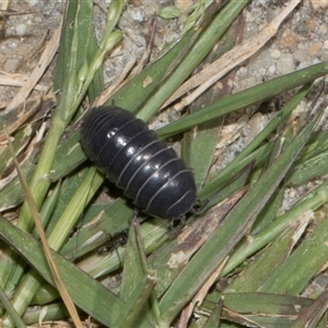 Armadillidium vulgare at Nicholls, ACT - 1 Nov 2024