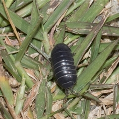 Armadillidium vulgare at Nicholls, ACT - 1 Nov 2024