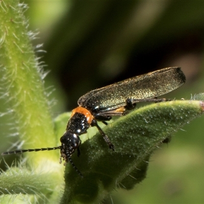 Chauliognathus lugubris (Plague Soldier Beetle) at Nicholls, ACT - 1 Nov 2024 by AlisonMilton