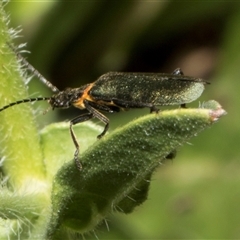 Chauliognathus lugubris at Nicholls, ACT - 1 Nov 2024