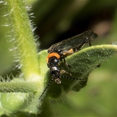 Chauliognathus lugubris at Nicholls, ACT - 1 Nov 2024